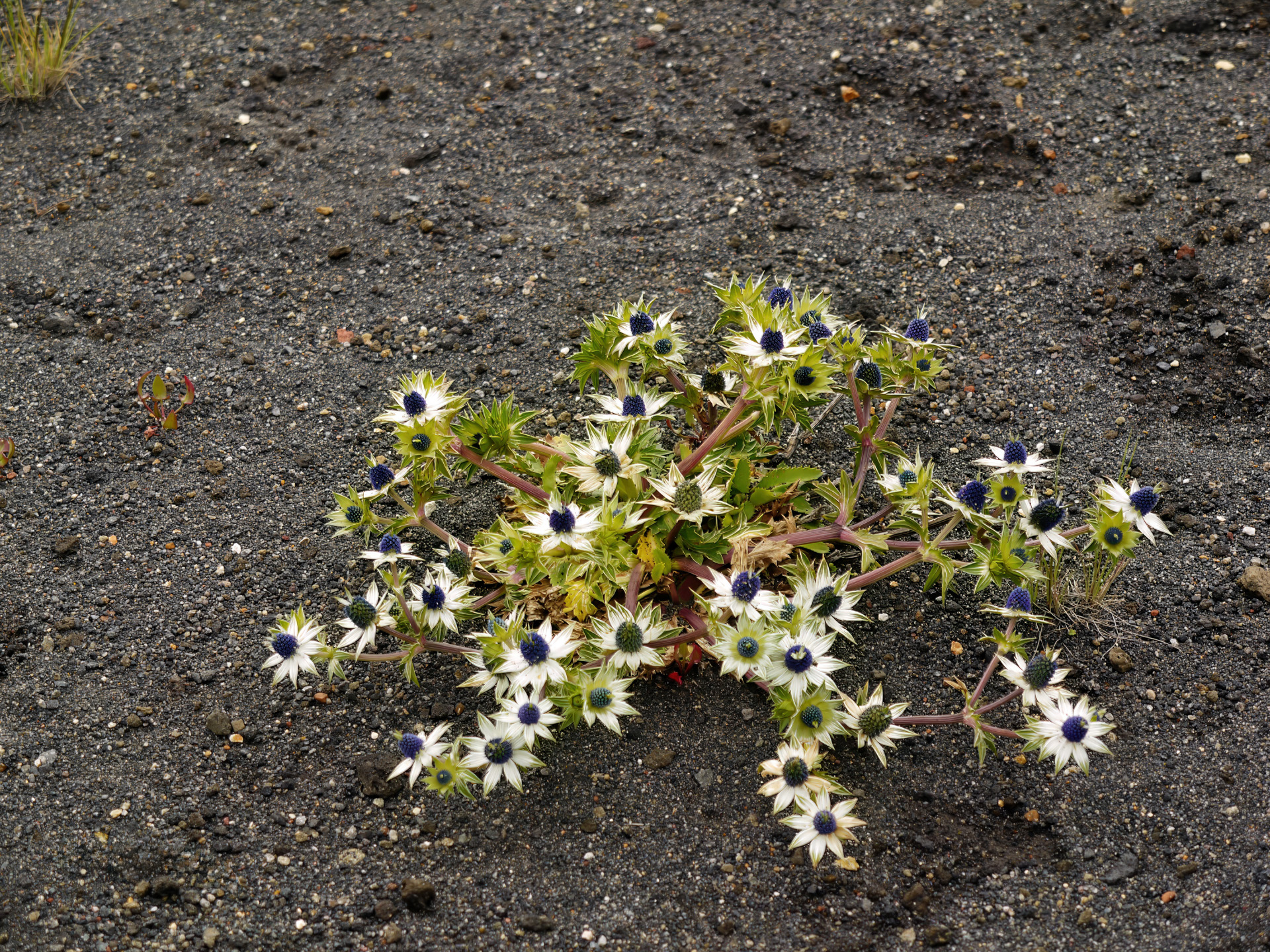 Mannstreu (Eryngium), auch Edeldistel am Vulkan Irazú